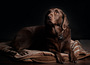 adult chocolate labrador retriever lying on brown and white striped textile